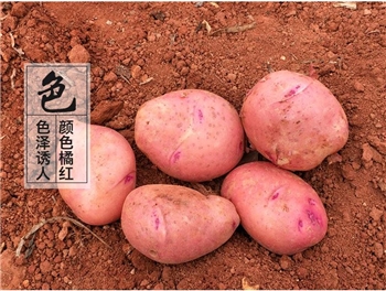 云南新鲜土豆小洋芋黄心小土豆新鲜马铃薯2.5kg生鲜蔬菜批发