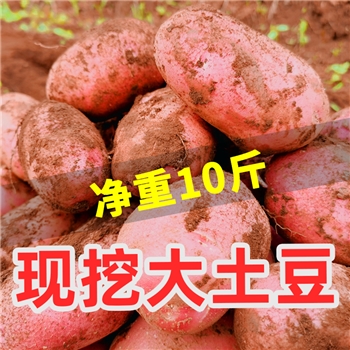 云南新鲜高原10斤农家特产马铃薯包邮